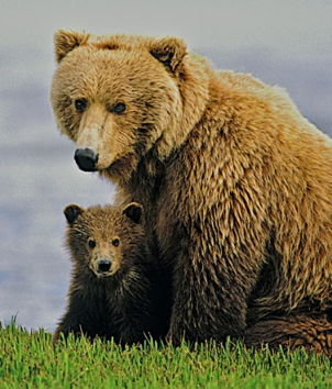 brown bear and baby bear