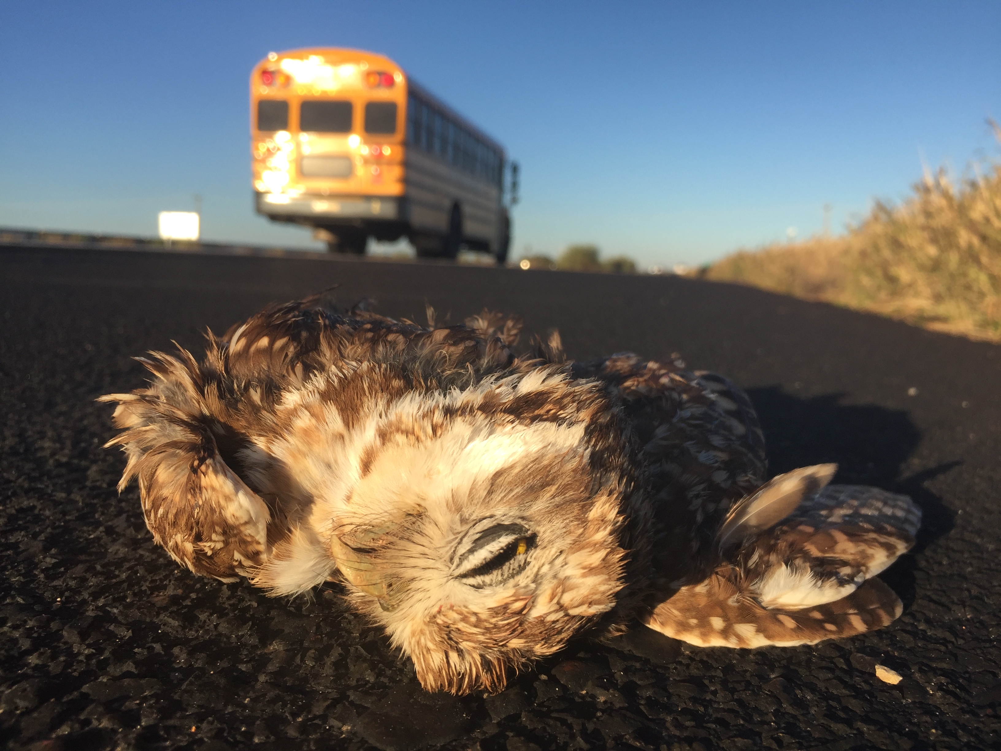 Burrowing Owl