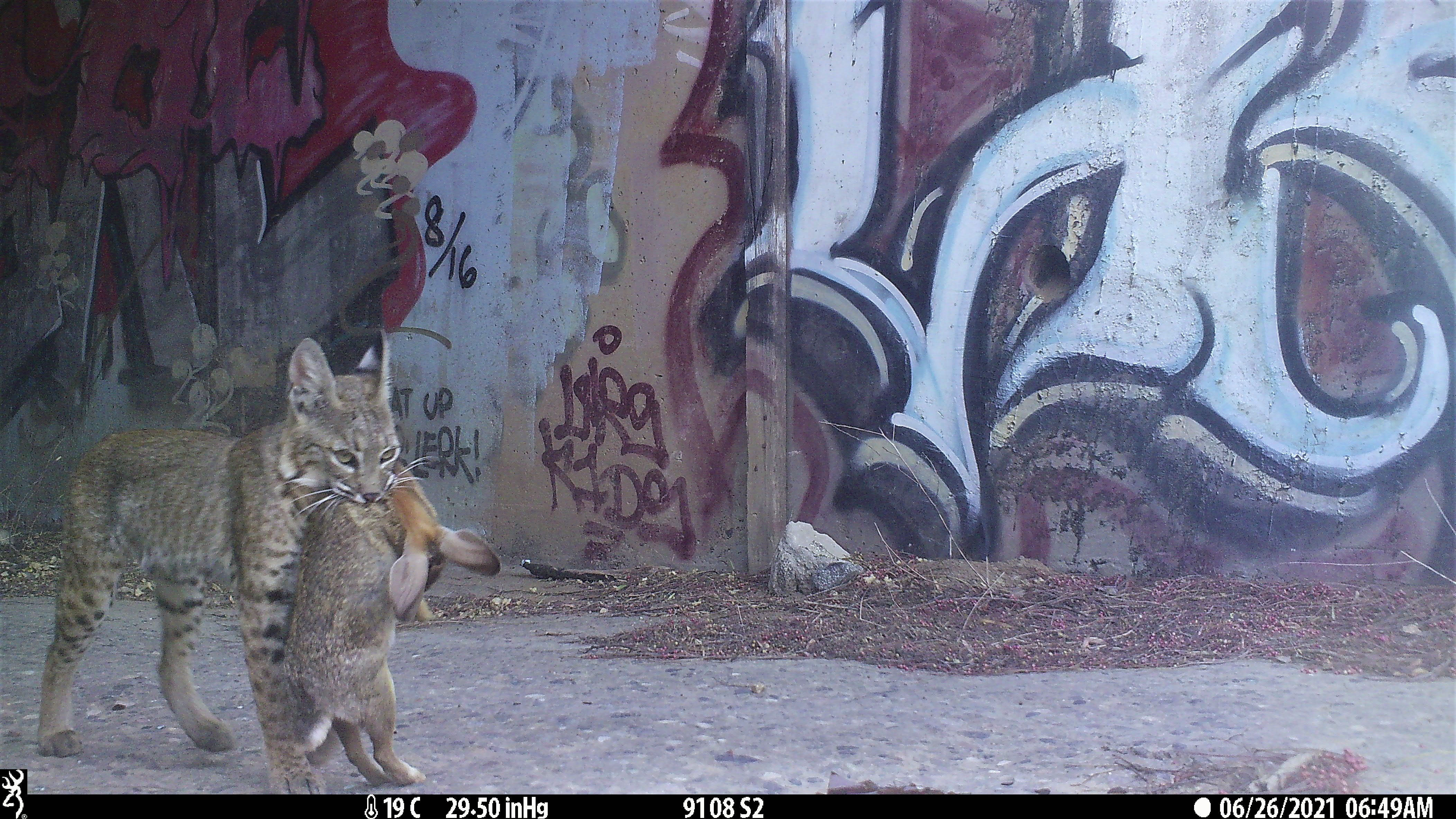 Bobcat with Prey