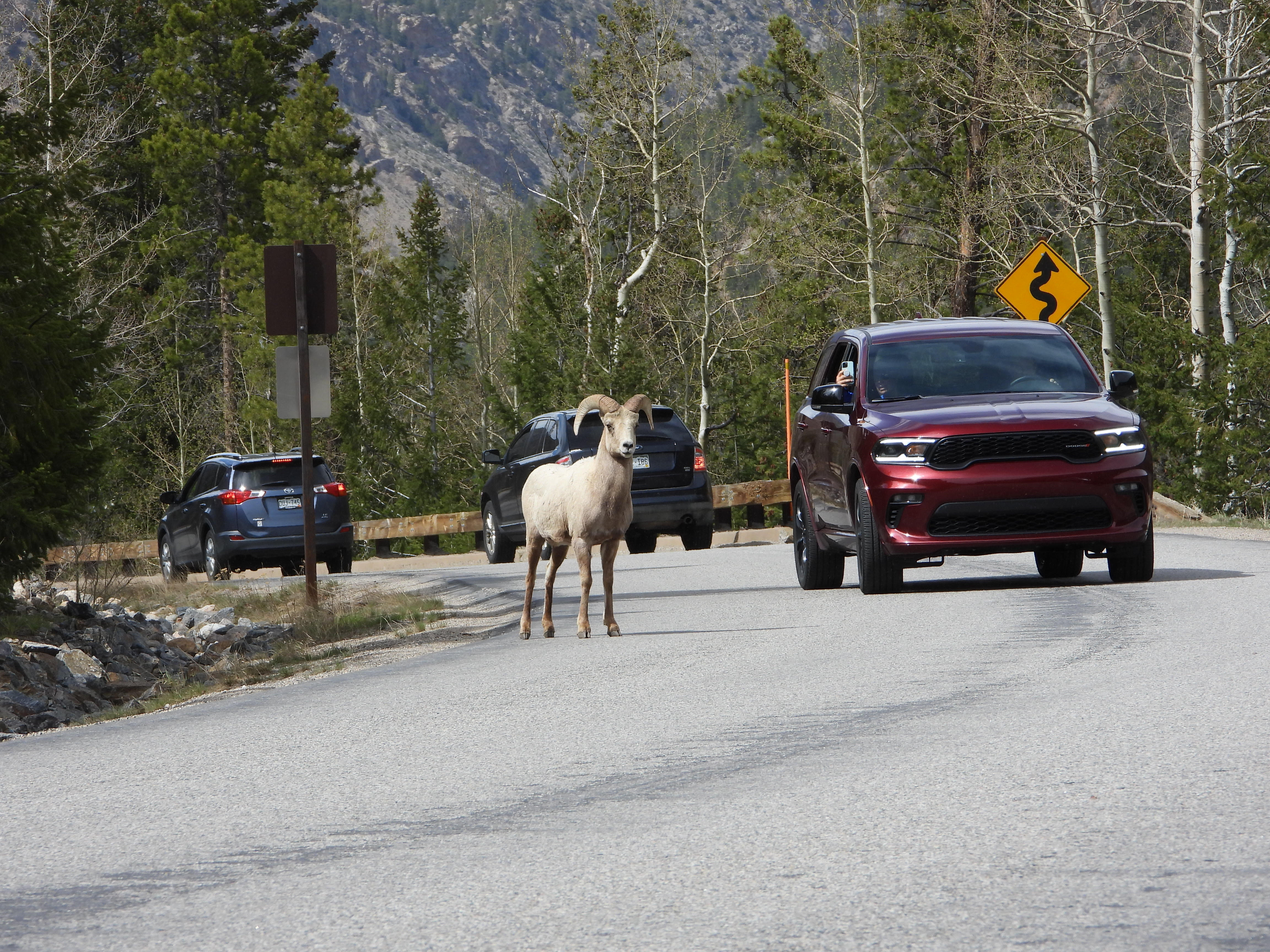 Rocky Mountain Bighorn Sheep