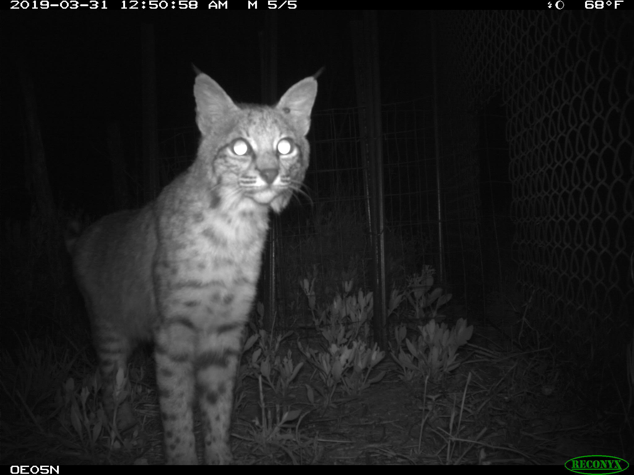 Bobcat in south Texas