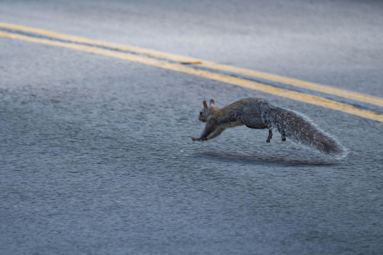 Western Gray Squirrel