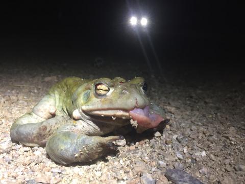 Sonoran Desert Toad