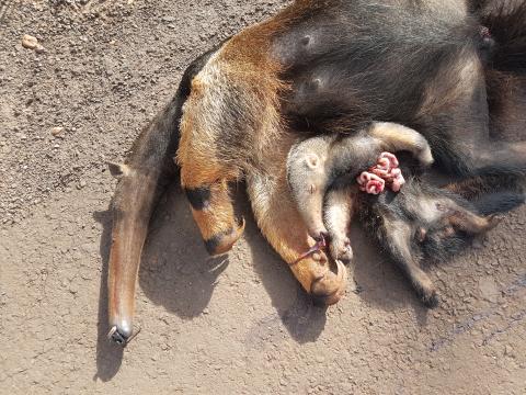 Anteater mother and cub