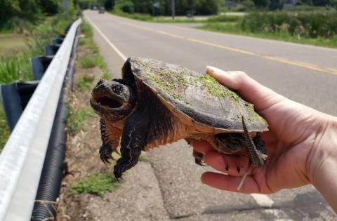 Snapping Turtle