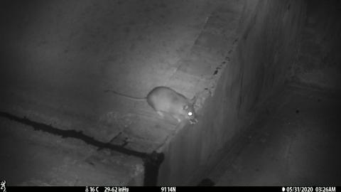 A woodrat with a ring in its mouth