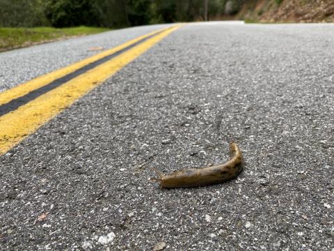 Button's Banana Slug