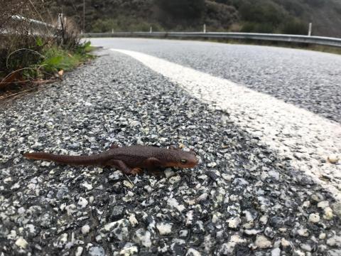 California Newt