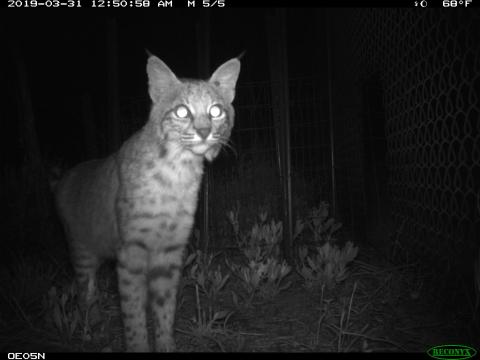 Bobcat in south Texas